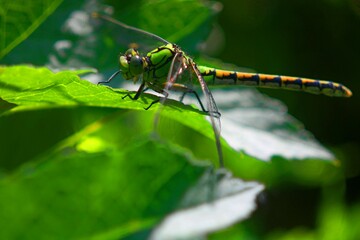 dragonfly on a leaf