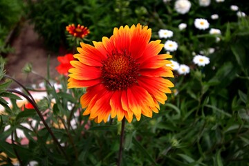 orange flower in the garden