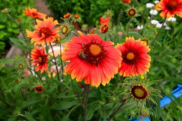 Obraz premium red and yellow flowers