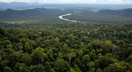 forest in the mountains