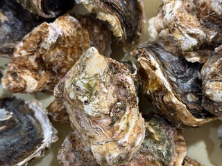 日本の夏の味覚　大きな岩ガキ