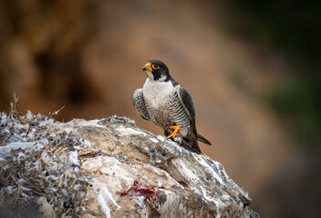 adult peregrine falcon perched majestically on a rock holding prey in its talons up close and in nice background in Los Angeles