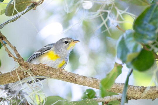 Northern parula (Setophaga americana) at Paynes Creek Historic State Park, Florida