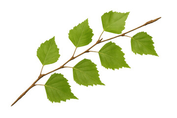 Small branch of birch tree with vibrant green leaves, isolated on transparent background, perfect for nature-themed designs