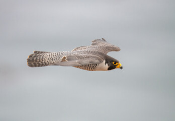 adult peregrine falcon flying fast and close by at eye level over the Pacific