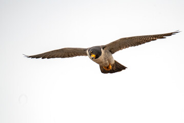 adult peregrine falcon flying fast and close by at eye level over the Pacific