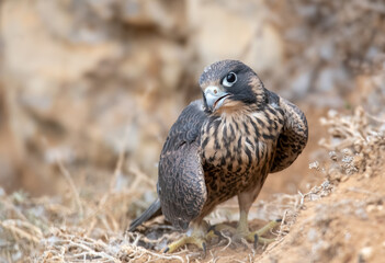 Juvenile peregrine falcon looking all innocent on a cliff, days before becoming a terror in the sky