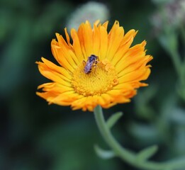 bee on flower