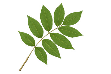 Fototapeta premium Pinnately compound leaves growing on a branch, isolated on a transparent background, perfect for graphic design projects