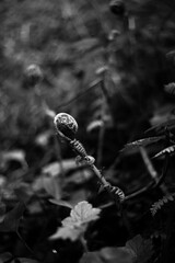Fiddle head fern frond