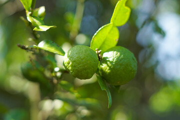 Bergamot fruit on the tree in farm