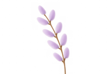 Realistic 3d rendering of a pussy willow branch isolated on transparent background, perfect for spring designs