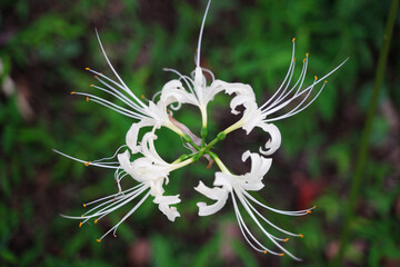 京都の神社の境内に咲く白い彼岸花