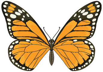 Fototapeta premium Detailed Monarch Butterfly Vector Illustration