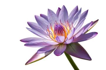 A Captivating Water Lily Bloom in Vivid Detail