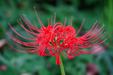 京都の神社の境内に咲く赤い彼岸花の花
