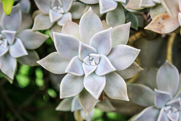 FLOR SUCULENTA