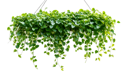 detailed photography of lush, vibrant, hanging green foliage with heart-shaped leaves, delicate tendrils, and a natural, cascading arrangement, high definition, studio lighting, seamless white backgro