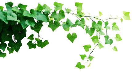 Bush grape or three-leaved wild vine cayratia (Cayratia trifolia) liana ivy plant bush, nature frame jungle border isolated on white background, clipping path included