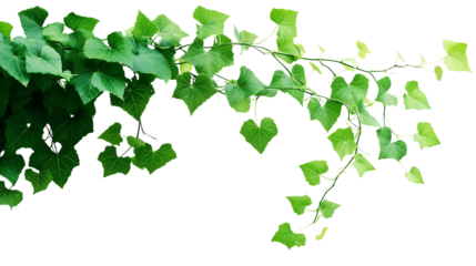 Bush grape or three-leaved wild vine cayratia (Cayratia trifolia) liana ivy plant bush, nature frame jungle border isolated on white background, clipping path included