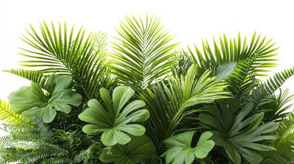 Lush green tropical foliage against a clean white backdrop