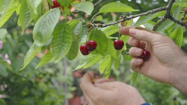Cherry picking in a garden during summer months