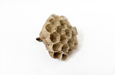 paper wasp nest
