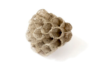 paper wasp nest