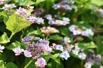 ピンク色の紫陽花のクローズアップ