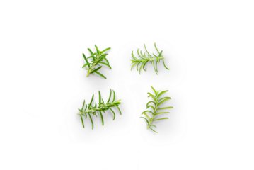 Stem of organic fresh rosemary with leaves from the garden on a transparent background with shadow, top view, png