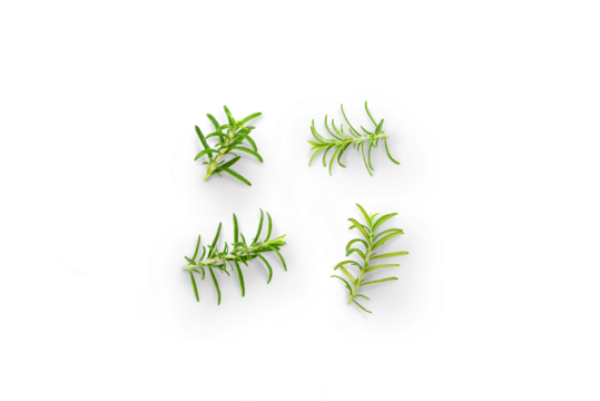 Stem of organic fresh rosemary with leaves from the garden on a transparent background with shadow, top view, png - Powered by Adobe