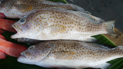 Fresh red snapper caught by fishing sold cheaply