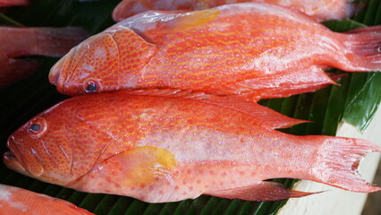 Fresh red snapper caught by fishing sold cheaply