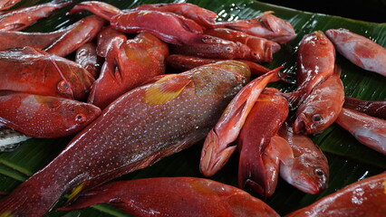 Fresh red snapper caught by fishing sold cheaply