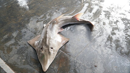 protected shark accidentally caught in fishermen's nets