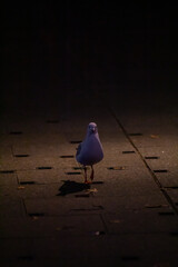 pigeon in the night