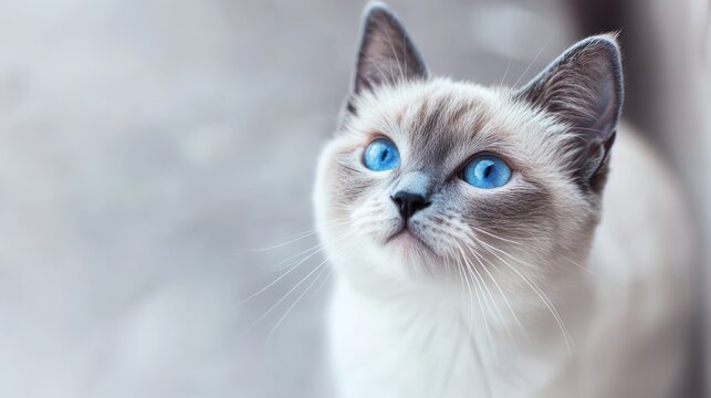 A cat with striking blue eyes looks up against a soft, blurred background