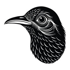 Fototapeta premium Black and white bird of paradise on white background