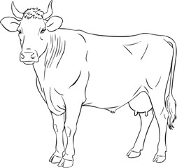 COW VECTOR LINE ART DRAWING