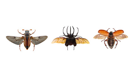 beetle collection, flying insects on transparent background.