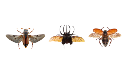 beetle collection, flying insects on transparent background.
