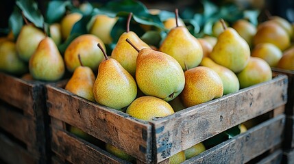 Fresh pears in wooden crates.  Clusters of ripe, yellow-green pears rest in rustic wooden boxes, topped with leaves