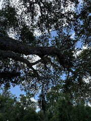 trees and sky
