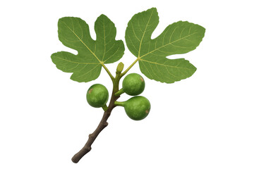 Close-up fig branch bearing unripe green figs, verdant leaves clustered, transparent background allowing seamless graphic design integration