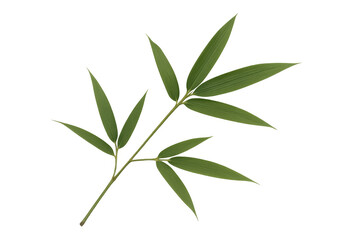 Obraz premium Vibrant green bamboo branch with multiple leaves isolated on a transparent background, perfect for nature-themed projects
