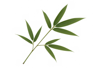 Vibrant green bamboo branch with multiple leaves isolated on a transparent background, perfect for nature-themed projects