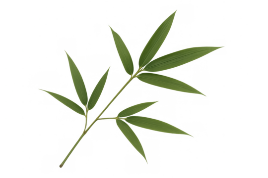 Vibrant green bamboo branch with multiple leaves isolated on a transparent background, perfect for nature-themed projects