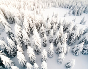 Serene Snowy Forest Landscape