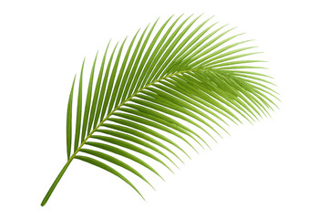 Obraz premium Vibrant green palm leaf offering tropical vibes, isolated on a transparent background for easy integration into designs
