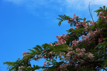 Pink shower or Java cassia flowers (Cassia javanica), blue sky background
